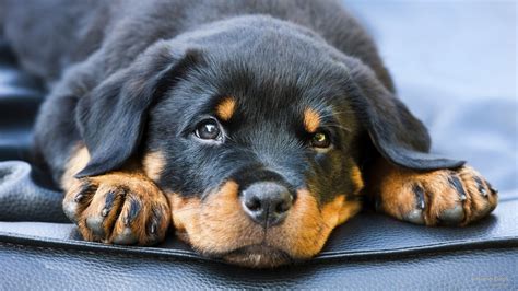 cute rottweiler dog wallpaper.